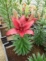 [5019 Tridex No01.JPG]